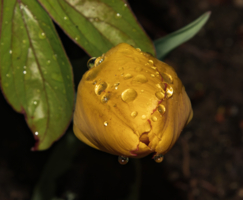 желтый тюльпан