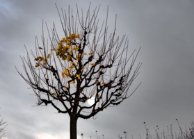 Осеннее солнце