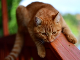 Кот-меланхолик