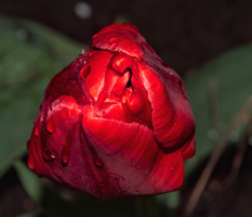 красный бархат