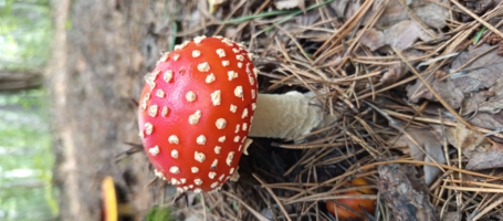 Лесной модник