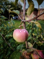 Одна дождинка ещё не дождь, одна росинка уже роса.