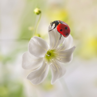 Красная фауна на белой флоре