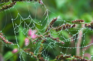 Создано природой