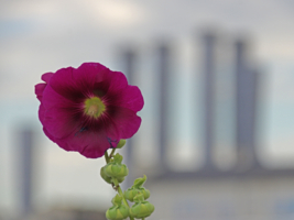 Мальва и ГЭС-1