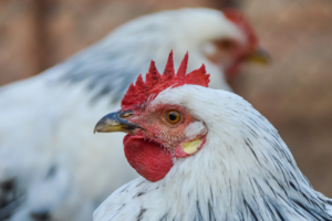 Красная корона