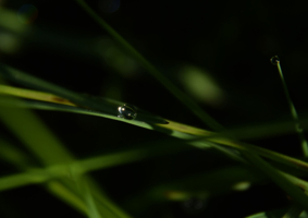 Притаилась