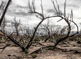 Сожжённый лес