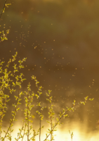 Тёплый, летний вечер