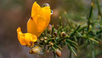 Как будто ёлка расцвела