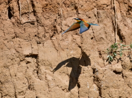 Двое: я и моя тень