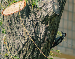 в тени дерева