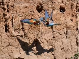 На встречных курсах