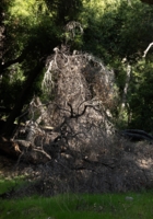 Дух леса, или Баба Яга