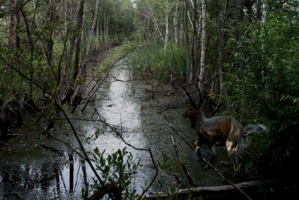 Там в болотистых лесах ...