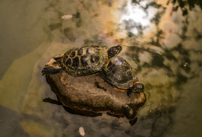 я на камушке сижу и на солнышко гляжу