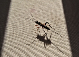 Букашка и её тень