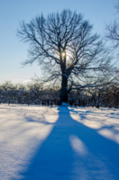 Зимний пешеход