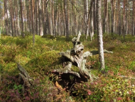 Леший, лесная нечисть