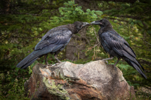 Хугин и Мунин