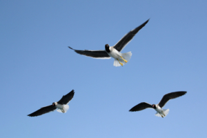 Друзья моряков