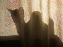 Кот верблюдовидный