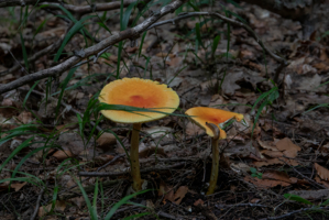Не съем, так по надкусываю.