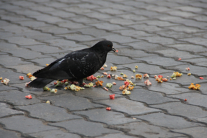 Любитель попкорна