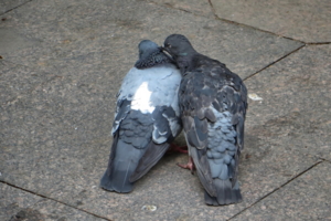 Нежность....