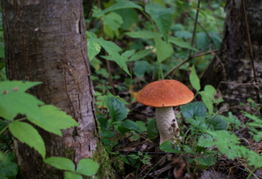 Красноголовик