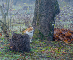 Пень, клён и котик