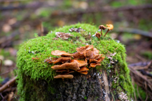 Квартиранты