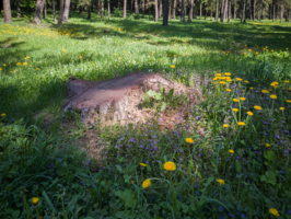 Весна и пень
