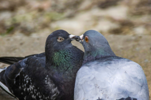 Любовь и голуби