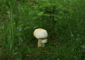 Двое среди незабудок