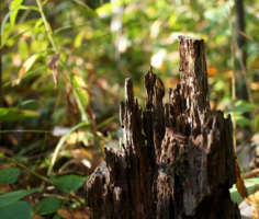 Замковый пень