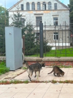 Городская кормушка