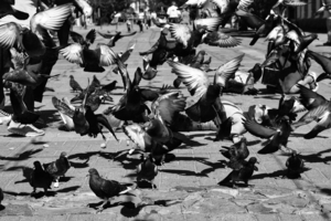 Я лежу на асфальте, голуби надо мной