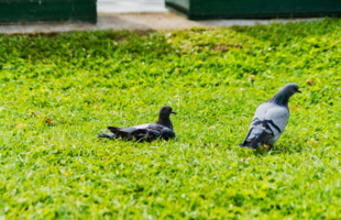 Семейная пара