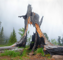 день пенька