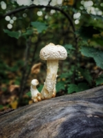 Из семейства Физалакриевых