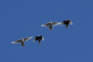 Синхронисты