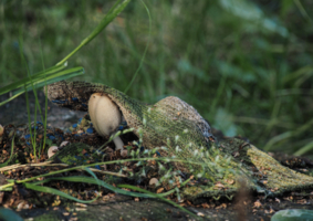 Приспособленец