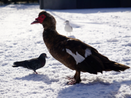 пошли почирикаем!