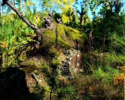 Пень лежачий