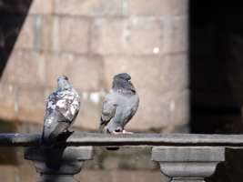 Занавес.. для вас поёт.