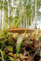 На фоне берёз