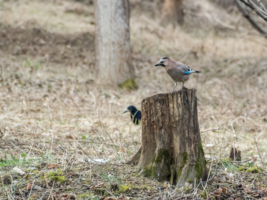 Высоко сижу...