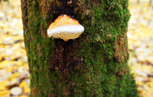 После дождя