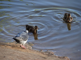 " - Как водичка, ребята?"